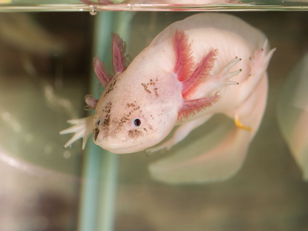 harlequin axolotl
